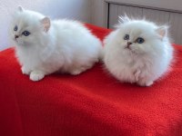 Maviş gözlü safkan british longhair yavrular