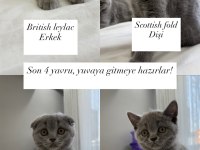 9 Temmuz doğumlu safkan scottish fold bebekler