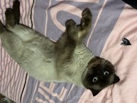 Yakışıklı scottish fold