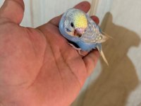 Son Bir Haftada Yeme Düşen Çekoslovak Bebek Kuşlar