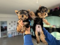Yarışma düzeyinde tea cup yorkshire terrier
