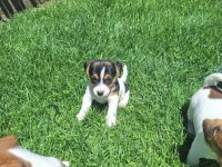 Jack russell kısa bacak bebekler