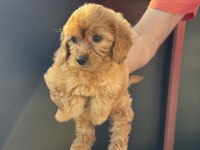 Ruhsatlı çiftlikde ziyarete açık garantili maltipoo