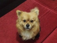 Shiba inu mix breeds köpeğimiz