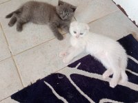 Sevimli scottish straight ve scottish fold kardeşler