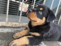 4 aylık erkek rottweiler