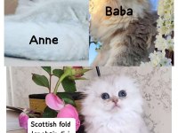 Scottish fold prenses