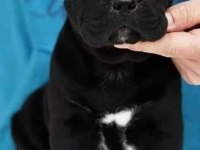 Siyah cane corso bebeklerimiz