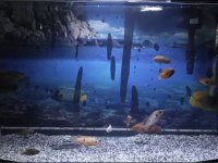Mücevher cichlid