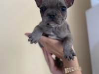 A+ Kalite FRENCH BULLDOG yavrularımız