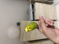Evcil konuşan bilezikli muhabbet kuşu