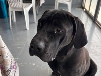 Yavrularımız cane corso