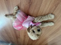 Dişi toy poodle yeni yuva arıyoruz