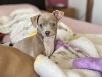 Şivava erkek 2 aylık chihuahua