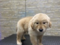 Koca Kafa Baby Face Macar Golden Retriever