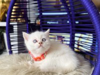 British shorthair blue point