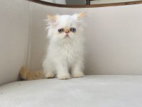 MAVİ GÖZ SAFKAN İRAN KEDİSİ BEBEKLER