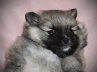 Safkan pomeranian bebekler
