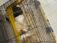 2 Guinea pigs for adoption