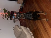 3 yaşında şecereli doberman