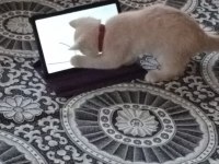 Yakışıklı british shorthair oğlumuz yeni yuvasını arıyor