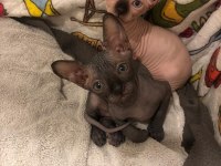 0 Tüy Colorful Sphynx Bebekler