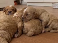Cavapoo yavrular dişi ve erkek