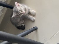 Küçük prenses kedim (Ücretsiz)