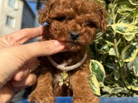 TOY POODLE IRK VE SAĞLIK GARANTİLİ