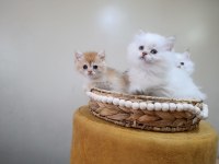 British longhair dişi yavrular şecereli