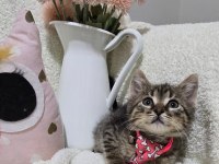 Kısa bacaklı topçik kafalı Tiny tekir oğlum