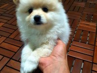 Bebek kendi pomeranian yavrularımız