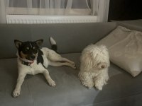 Aşırı oyuncu bebiş köpeğimiz