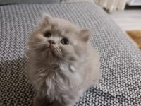 1 DİŞİ VE 1 ERKEK BRİTİSH KARDEŞLER