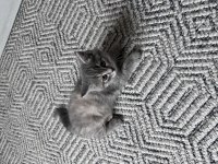 İki aylık british shorthair yeni sahiplerine hazır