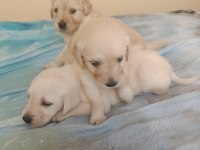 Maltipoo kalite yavrular ırk sağlık garantili