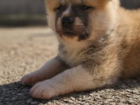 Japon akita inu 2 buçuk aylık yavrularımız mevcuttur