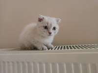 Safkan Dişi Ve Erkek Ayıcık Surat Kediler