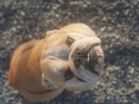 Damızlık 16 aylık 3 dişi ve 1 erkek bulldog