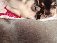 Orjinal pinscher yavruları