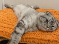 Scottish Fold Kedimizi Sahiplendireceğiz