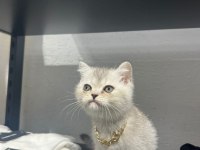 Silver British Bebeğimiz