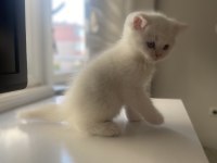 Safkan british shorthair