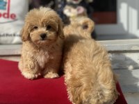 Show kalite ziyarete açık maltipoo yavrularımız