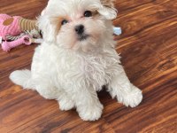 HER RENK MALTİPOO EĞİTİMLİ VE UYGUN