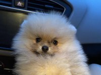 Pomeranian Boo 4.5 aylık erkek gülen surat