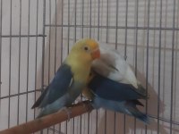 Yeme düşen bebek papağanlar
