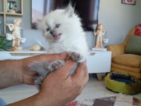 50 GÜNLÜK KEDİMİZ TUVALET EĞİTİMİ VAR KURU MAMA YİYOR