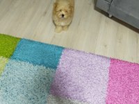 3 aylık erkek poodle