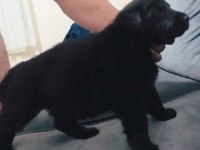 Alman kurdu şecereli yavrular eğitmenden